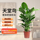 雙盟天堂鳥大型植物客廳綠植盆栽辦公室內(nèi)鶴望蘭好養(yǎng)落地網(wǎng)紅源頭直發(fā)