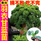 康和豐高產(chǎn)綠羽衣甘藍秧苗食用觀(guān)賞耐熱耐寒紫羽衣甘藍種子高鈣蔬菜陽(yáng)臺 綠羽衣甘藍苗5棵+送1棵+10g肥