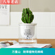雅卉水培植物盆栽發(fā)財樹(shù)辦公室內小綠植蘆薈吊蘭花卉盆栽好養 【懶人盆】萬(wàn)重山 含盆