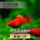 卡奇魚(yú) 胎生魚(yú) 瑪麗球魚(yú)熱帶觀(guān)賞魚(yú)淡水魚(yú)活體魚(yú)寵物魚(yú)寵物活體麗麗曼龍 紅月光10條