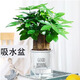 萌肉居發(fā)財樹(shù)盆栽招財花卉綠植常綠桌面植物三桿發(fā)財樹(shù)+早安盆源頭直發(fā)
