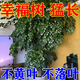 幸福樹專用營養(yǎng)液急救黃葉落葉葉子發(fā)黃掉葉干枯落葉客廳大盆栽肥 1瓶裝【500g】