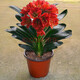 帶盆帶土6年大苗綠植盆栽室內(nèi)精品花卉君子蘭花苗花卉室內(nèi)花卉鮮花花卉室內(nèi)盆景盆栽綠植君子蘭苗素顏 火焰紅君子蘭8-10片帶盆帶土