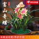 劉閣蘭花蘭花苗盆栽夏帶花苞發(fā)貨名貴花卉 金秋歲月四季開花綠植室內(nèi)香蘭 富山奇蝶3苗帶花苞 帶盆土肥