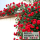 耐寒薔薇花苗爬藤四季開花室內(nèi)盆栽室外藤本月季玫瑰花卉易活植物 御用馬車 爬藤  精品花苗 不含盆