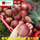 CHUANGSHIJI無花果樹果苗四季當(dāng)年結(jié)果地栽果樹盆栽新鮮苗特大果樹苗無花果苗 波姬紅5年苗【當(dāng)年結(jié)果】 50cm(含)-60cm(不含)
