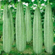 北蔬特長(cháng)香肉絲瓜種大全菜瓜山東蔬菜種子 大肉花點(diǎn)絲瓜種子 20粒