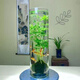 MPPMCK觀音竹 水培米竹水培魚缸玻璃瓶帶根苔蘚球植物室內(nèi)禪意盆栽鳳尾 水培款10根苔蘚球翡翠觀音竹20cm