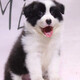 優(yōu)寵奇派純種寵物狗狗邊境牧羊犬活體幼犬邊牧犬幼崽隕石色紅色黑白色 賽級(jí) 公