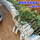 新品種海南荔枝王苗火山巖荔枝王無(wú)核荔枝果樹(shù)苗桂味荔枝樹(shù)苗帶土 3棵荔枝王3年嫁接苗【當年結果】 80cm(含)-89cm(含)