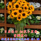 播種心情向日葵種子可食用觀(guān)賞大?？ㄗ延涂捀邨U多頭陽(yáng)臺庭院盆栽孑 《進(jìn)口》切花型小黑熊10粒+肥