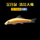 黃金女王 魚(yú)缸清潔工魚(yú)觀(guān)賞魚(yú)金苔鼠魚(yú)缸除藻糞便鼠魚(yú)工具魚(yú)活體魚(yú) 金苔鼠10-12cm5條