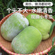 密農(nóng)人家 新鮮冬瓜 迷你小冬瓜 清香爽口 農(nóng)家青皮冬瓜 新鮮蔬菜1.5斤