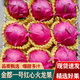 鑫果滋紅心火龍果 廣西金都一號蜜寶紅龍果大紅肉果孕婦新鮮水果整箱 5斤中果9-11個(gè)