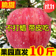 蔬教授陜西紅富士蘋果水果新鮮現(xiàn)摘脆甜嘎啦冰糖心當(dāng)季一級(jí)精品大果 9斤精選大果