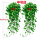 長藤綠蘿盆栽室內(nèi)花卉大葉綠籮水養(yǎng)盆景桌面辦公客廳水培垂吊綠植 精品2紅盆藤長80cm左右?guī)? title=