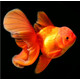 AIPHAROW百褶泰獅冷水金魚精品活魚進口f1紅菠蘿泰師櫻花黑色百褶裙國粹 5-6CM紅色精選百褶泰獅1條