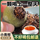 馨草綱目新會(huì )普洱茶正宗小青柑茶葉陳皮普洱茶正宗生曬熟茶濃香沖泡水喝 小青柑10g/20顆
