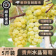 【順豐】貴州水晶葡萄新鮮香水葡萄新當(dāng)季特產(chǎn)孕婦水果香甜多汁 5斤裝