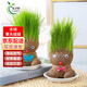 樂(lè )子君創(chuàng  )意DIY辦公室迷你植物長(cháng)草頭娃娃辦公室綠植盆栽陽(yáng)臺貓草卡通 草娃娃款隨機10個(gè)+花邊塑料托盤(pán)