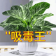 嘆為觀止18種吊蘭任你選金邊吊蘭各種盆栽花卉客廳垂吊桌面植物凈化空氣 鉑金鉆【陶瓷盆】 含盆
