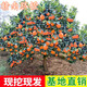 江西贛南臍橙苗嫁接紐荷爾橙子南北方種植臍橙樹(shù)苗贛州果樹(shù)苗結(jié)果 5年壯苗【當(dāng)年結(jié)果】