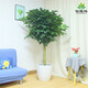 仙植緣【同城】幸福樹(shù)綠寶客廳大盆栽室內植物大顆凈化空氣綠植 單桿綠寶幸福樹(shù)（白瓷盆）約1.6m