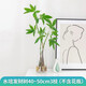 臨雅發(fā)財樹(shù)盆栽室內水培綠植物水養花卉辦公室桌面小招財擺件好養 水培發(fā)財樹(shù)40~50cm3枝-單發(fā)植物