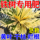 鐵樹(shù)專(zhuān)用肥料硫酸亞鐵鐵樹(shù)葉子發(fā)黃專(zhuān)用營(yíng)養液喜酸肥花卉盆栽通用 買(mǎi)2 送1【發(fā)3瓶】