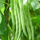 播種心情 家庭種植蔬菜種子孑籽大全四季播種陽臺(tái)盆栽農(nóng)家庭院小菜園有機(jī) 紅花四季豆種子2包