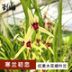 劉閣蘭花蘭花苗寒蘭紅素初戀 冬帶花苞出售高檔花卉名品客廳蘭花盆栽綠植 3苗連體裸根