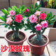 嘆為觀(guān)止重瓣沙漠玫瑰花苗盆栽四季花卉綠植老樁室內陽(yáng)臺小盆景 大苗30-40厘米高