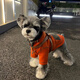 蕓惠闕狗狗衣服寵物比熊博美雪納瑞小型犬小狗泰迪秋裝兩腳衣連帽衛衣 火焰紅衛衣 S背長(cháng)24建議3-4斤