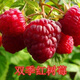 綠達樹(shù)莓苗雙季樹(shù)莓苗覆盆子樹(shù)苗黃樹(shù)莓盆栽地栽黑樹(shù)莓紅樹(shù)莓苗 雙季紅樹(shù)莓當年結果 80cm(含)-89cm(含)