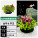 瘋狂水草坨草魚缸造景水草植物直接入缸紅葉虎耳草混合小坨 源頭直發(fā)包郵