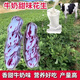 新貨云南七彩花生種子帶殼花生種子水果花生種子特產(chǎn)花生種子 牛奶甜味花生種子200克