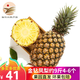 悅己海南鳳梨9斤新鮮香甜小菠蘿應(yīng)季熱帶水果 孕婦水果現(xiàn)摘現(xiàn)發(fā) 9斤大果（單果1200g+）4-6個(gè)裝