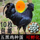 可孵化五黑一綠雞種蛋九斤紅純種七彩山烏骨雞受精蛋泰和鳳烏雞 五黑雞 10枚
