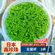 森淵無(wú)菌杯水草新手淡水草缸造景前景中景后景水溶爬地珍珠椒草宮廷 日本高珍珠 (無(wú)菌杯)