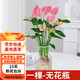 水培植物粉掌盆栽水養(yǎng)紅掌鮮花綠植辦公室內(nèi)面好養(yǎng)活四季開花 粉掌一棵-無花瓶