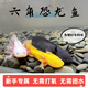 噢水噢六角恐龍魚淡水魚冷水魚活體觀賞魚辦公室飼養(yǎng)魚娃娃魚龍魚陸 白龍+黃龍+黑龍（共3條） 8-10厘米
