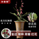 華香園墨蘭花苗【東方紅神荷】濃香型帶花苞辦公室內盆栽綠植綠植花卉 東方紅神荷大苗3苗裸根帶花