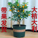 森越脆皮金桔帶果發(fā)貨盆栽樹(shù)苗四季果樹(shù)可食用橘子苗脆皮金橘室內 脆皮金桔4年苗(帶果發(fā)貨)洗洗連