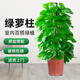 雙盟大葉綠蘿柱盆栽客廳大型綠植辦公室內(nèi)綠籮除甲醛凈化空氣源頭直發(fā)