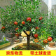 歐博石榴樹(shù)樹(shù)苗突尼斯大紅袍大石榴苗庭院盆栽地栽南方北方結果樹(shù)苗 石榴10公分
