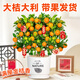 臨雅四季脆皮金桔樹(shù)盆栽室內客廳帶果可食用新中式禪意盆景花卉綠植物 【帶果】四季金桔樹(shù)+愛(ài)與自然盆