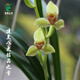 翁源蘭花夏皇梅建蘭八大銘品之首正格梅瓣老種濃香好養(yǎng)盆栽 夏皇梅2苗【大壯苗】簡易盆土