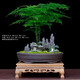瀚林怡景（HANLINYIJING）文竹盆栽山水盆景植物室內(nèi)客廳桌面辦公室綠植花卉云竹四季常青 文竹-大盆-樹(shù)脂假山-木座