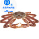 【活蟹】松葉蟹鮮活海鮮板蟹長(cháng)腿蟹