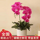 花西田年宵花卉高檔蝴蝶蘭盆栽帶大花苞盆景植物蘭花合肥蕪湖同城 【吉祥如意】2株蝴蝶蘭盆栽 花盆類(lèi)似